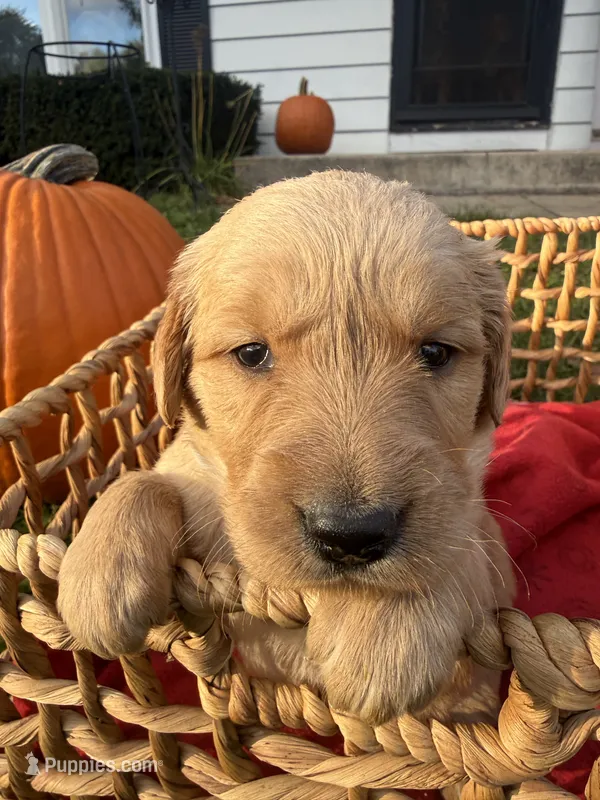 Peanut – Golden Retriever puppy for sale in Madison, WI