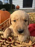 Peanut, a female Golden Retriever for sale in Madison, WI – 1 of 8