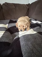 May, a male Golden Retriever for sale in Madison, WI – Photo 4 of 7