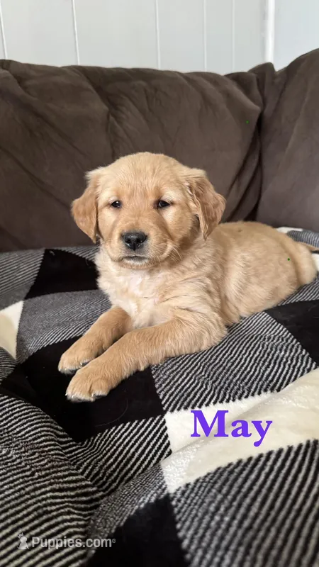 May – Golden Retriever puppy for sale in Madison, WI