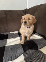 May, a male Golden Retriever for sale in Madison, WI – Photo 6 of 7