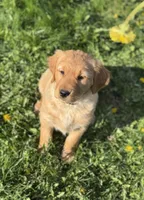 May, a male Golden Retriever for sale in Madison, WI – Photo 2 of 10