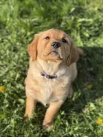 May, a male Golden Retriever for sale in Madison, WI – Photo 3 of 10