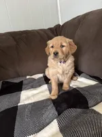 May, a male Golden Retriever for sale in Madison, WI – Photo 5 of 7