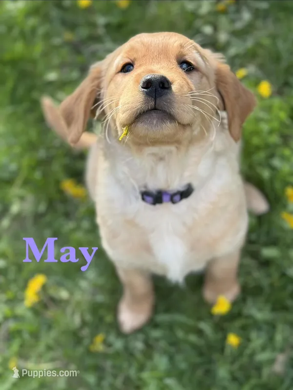 May – Golden Retriever puppy for sale in Madison, WI
