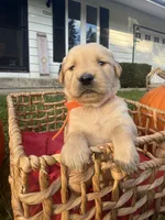 Logan, a male Golden Retriever for sale in Madison, WI – 3 of 6