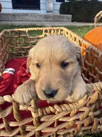 Clover, a female Golden Retriever for sale in Madison, WI – 2 of 7