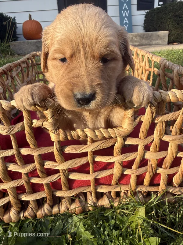 Toffee – Golden Retriever puppy for sale in Madison, WI