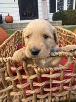 Scout, a male Golden Retriever for sale in Madison, WI – 5 of 6