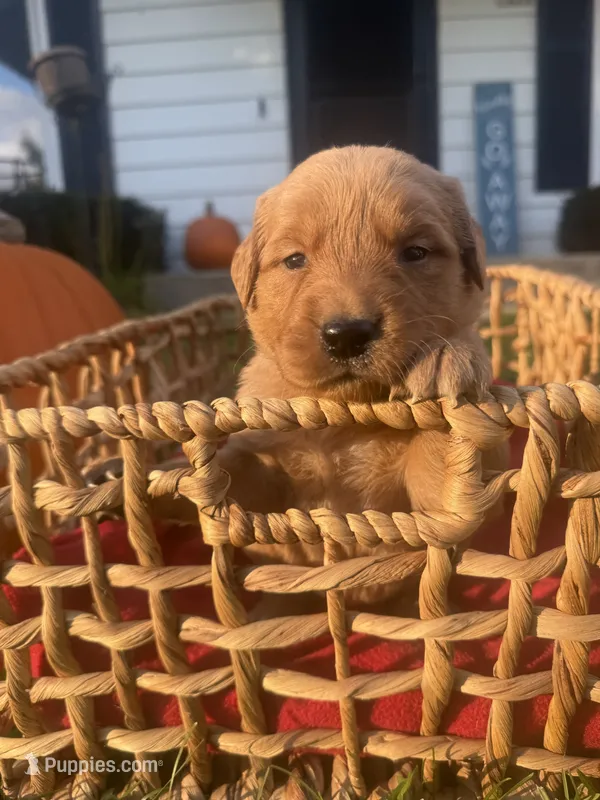 Penny – Golden Retriever puppy for sale in Madison, WI