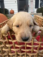 Scout, a male Golden Retriever for sale in Madison, WI – 2 of 6
