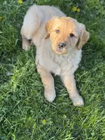 Hazel, a male Golden Retriever for sale in Madison, WI – Photo 4 of 10