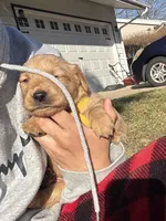 Hazel, a male Golden Retriever for sale in Madison, WI – Photo 2 of 6