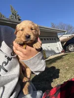 Hazel, a male Golden Retriever for sale in Madison, WI – Photo 4 of 6
