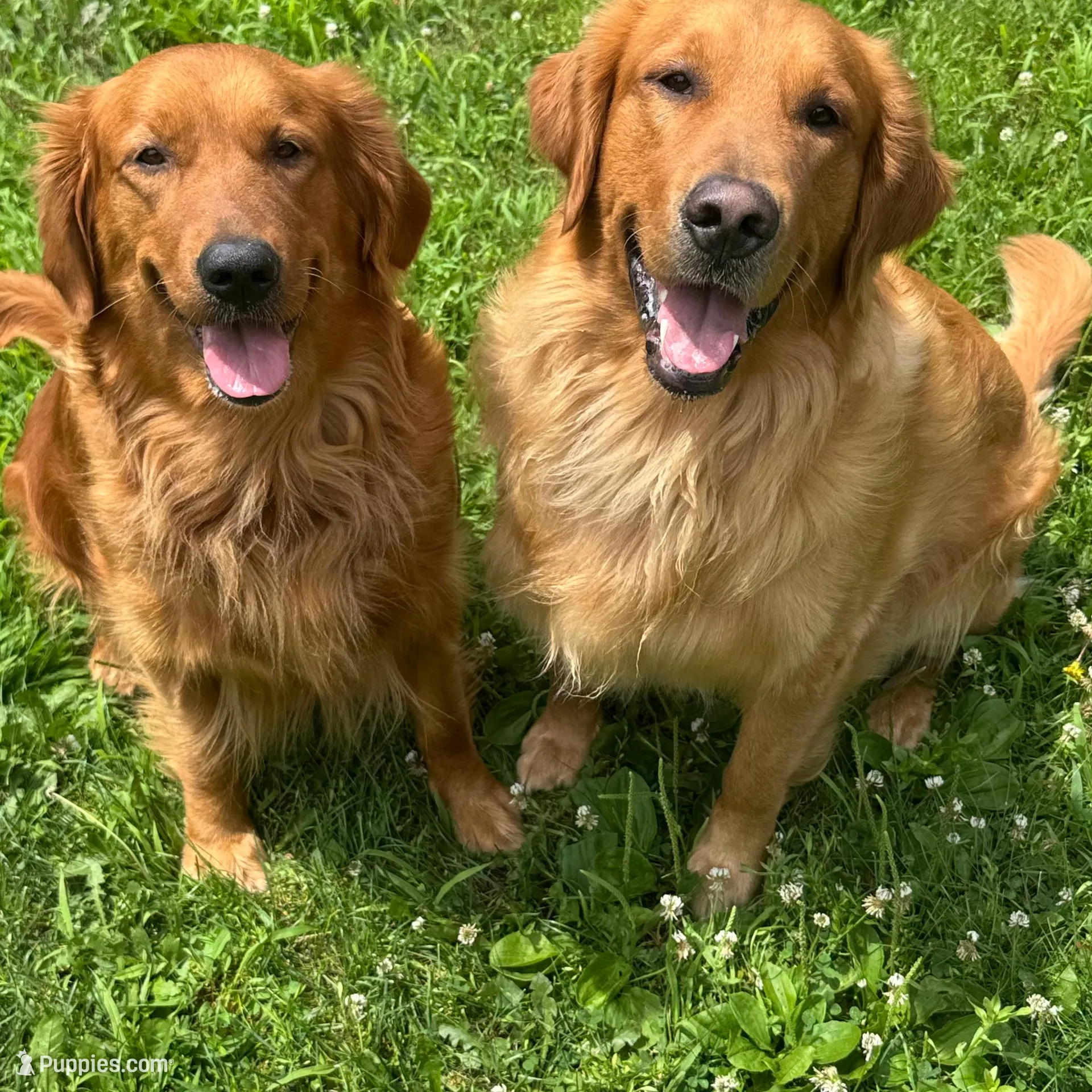 Hazel, a male Golden Retriever for sale in Madison, WI – Photo 6 of 6