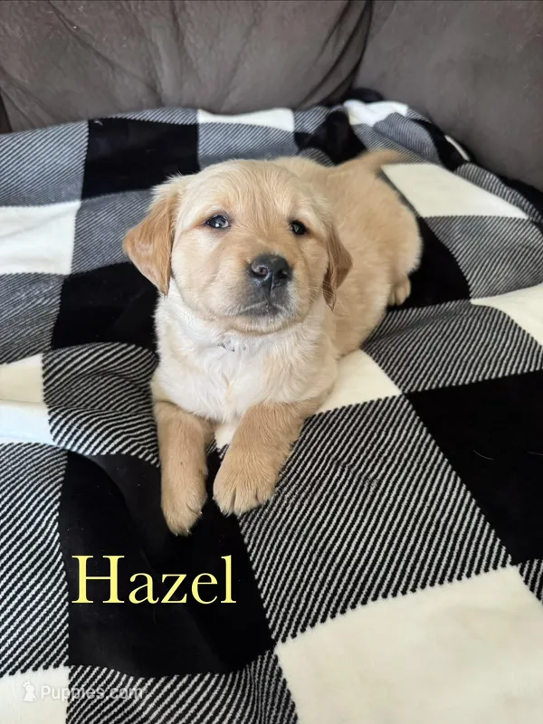 Hazel – Golden Retriever puppy for sale in Madison, WI