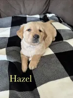 Hazel, a male Golden Retriever for sale in Madison, WI – Photo 1 of 10