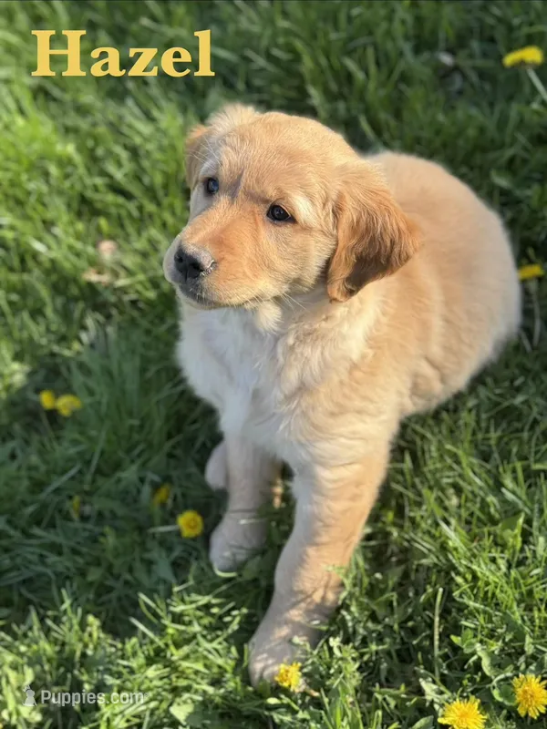 Hazel – Golden Retriever puppy for sale in Madison, WI