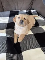 Hazel, a male Golden Retriever for sale in Madison, WI – Photo 2 of 10