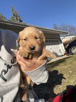 Hazel, a male Golden Retriever for sale in Madison, WI – Photo 5 of 6