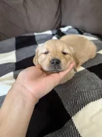 Hazel, a male Golden Retriever for sale in Madison, WI – Photo 3 of 10