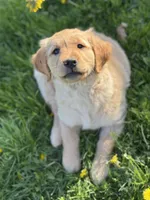 Hazel, a male Golden Retriever for sale in Madison, WI – Photo 3 of 10
