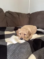 Hazel, a male Golden Retriever for sale in Madison, WI – Photo 4 of 10