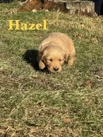 Hazel, a male Golden Retriever for sale in Madison, WI – Photo 1 of 6