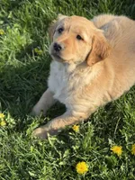 Hazel, a male Golden Retriever for sale in Madison, WI – Photo 2 of 10