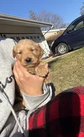 Hazel, a male Golden Retriever for sale in Madison, WI – Photo 3 of 6