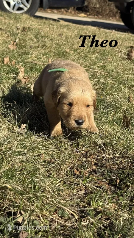 Theo – Golden Retriever puppy for sale in Madison, WI