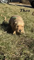Theo, a male Golden Retriever for sale in Madison, WI – Photo 1 of 6