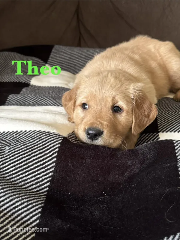 Theo – Golden Retriever puppy for sale in Madison, WI