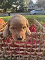Penny, a female Golden Retriever for sale in Madison, WI – 3 of 5