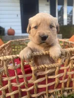 Clover, a female Golden Retriever for sale in Madison, WI – 6 of 7