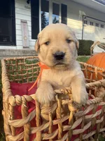 Logan, a male Golden Retriever for sale in Madison, WI – 5 of 6