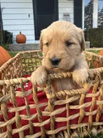 Clover, a female Golden Retriever for sale in Madison, WI – 4 of 7