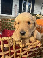 Peanut, a female Golden Retriever for sale in Madison, WI – 4 of 8