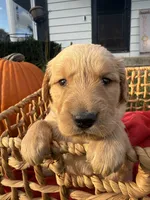 Peanut, a female Golden Retriever for sale in Madison, WI – 6 of 8