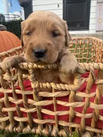 Maple, a female Golden Retriever for sale in Madison, WI – 2 of 4