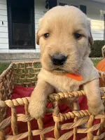 Logan, a male Golden Retriever for sale in Madison, WI – 4 of 6