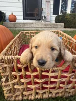 Scout, a male Golden Retriever for sale in Madison, WI – 3 of 6