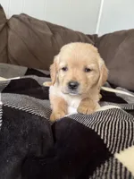 Max, a male Golden Retriever for sale in Madison, WI – Photo 8 of 10