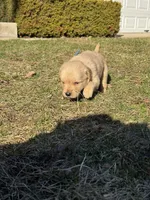 Max, a male Golden Retriever for sale in Madison, WI – Photo 3 of 3