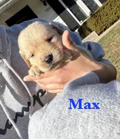 Max, a male Golden Retriever for sale in Madison, WI – Photo 1 of 3