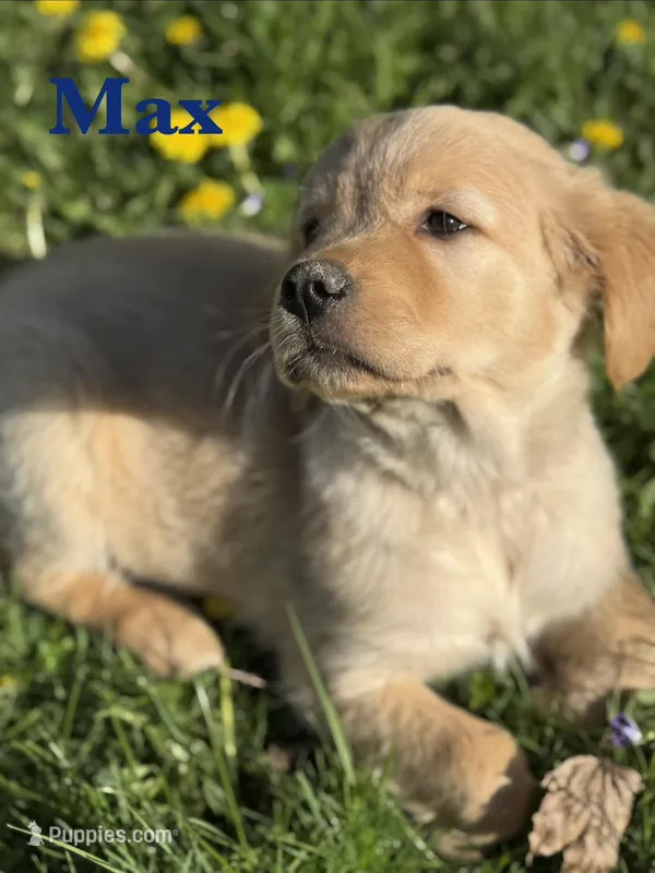 Max – Golden Retriever puppy for sale in Madison, WI