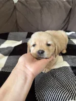 Max, a male Golden Retriever for sale in Madison, WI – Photo 4 of 10