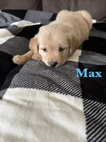 Max, a male Golden Retriever for sale in Madison, WI – Photo 1 of 10