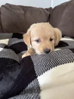 Max, a male Golden Retriever for sale in Madison, WI – Photo 7 of 10