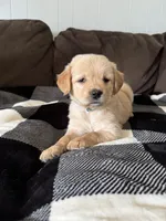 Max, a male Golden Retriever for sale in Madison, WI – Photo 5 of 10